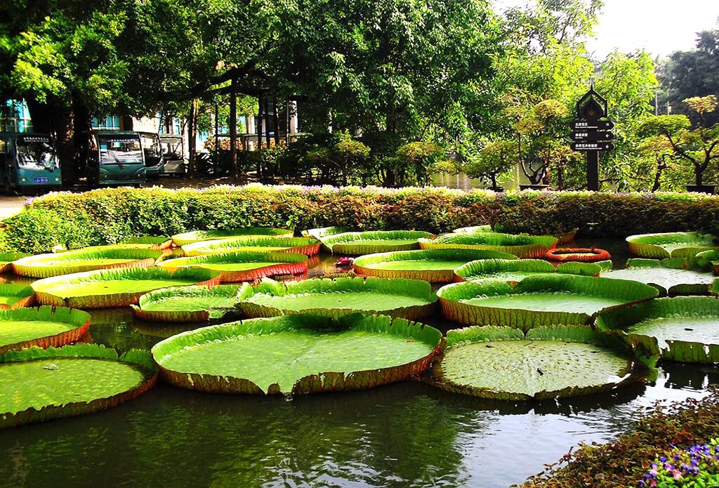 Xishuangbanna Flower Garden Xishuangbanna Flower Garden